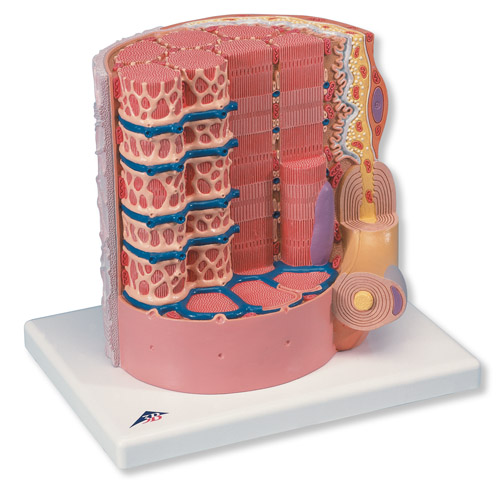 3B MICROanatomy wS